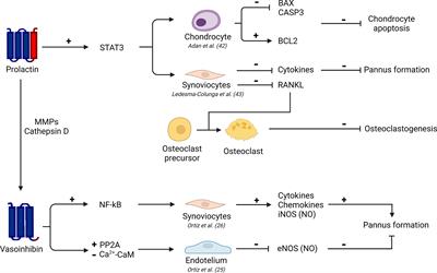 Dual Roles of Prolactin and Vasoinhibin in Inflammatory Arthritis